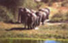 elephant11