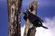 bird3