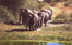 elephant11